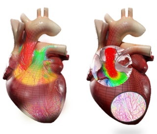 Un nouveau rythme pour Living Heart
