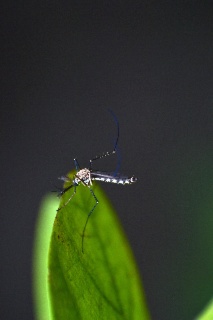 Moustique : ce petit insecte est-il vraiment si dangereux ?