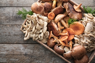 Un Jardin de champignons - Salon des Seniors