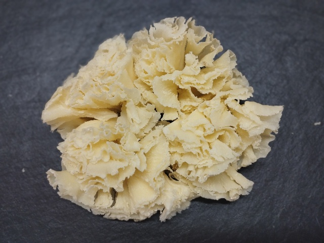 FLEUR DES VOLCANS