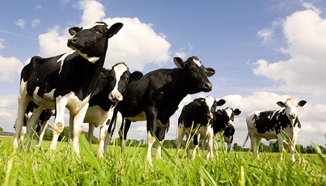 Prim'Holstein