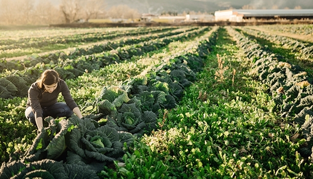 Agriculture durable