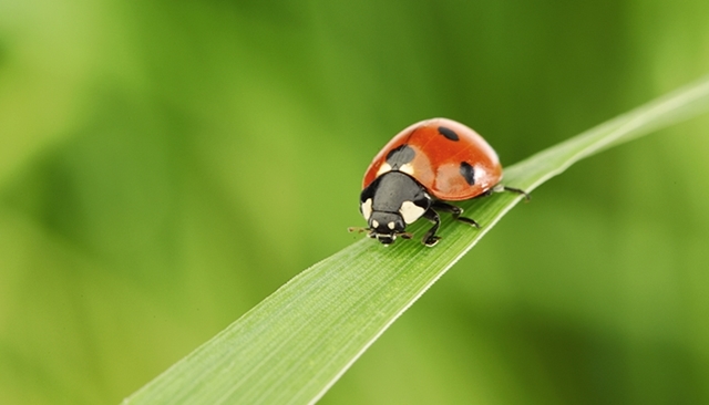 Coccinelle