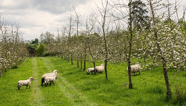 Agroforesterie