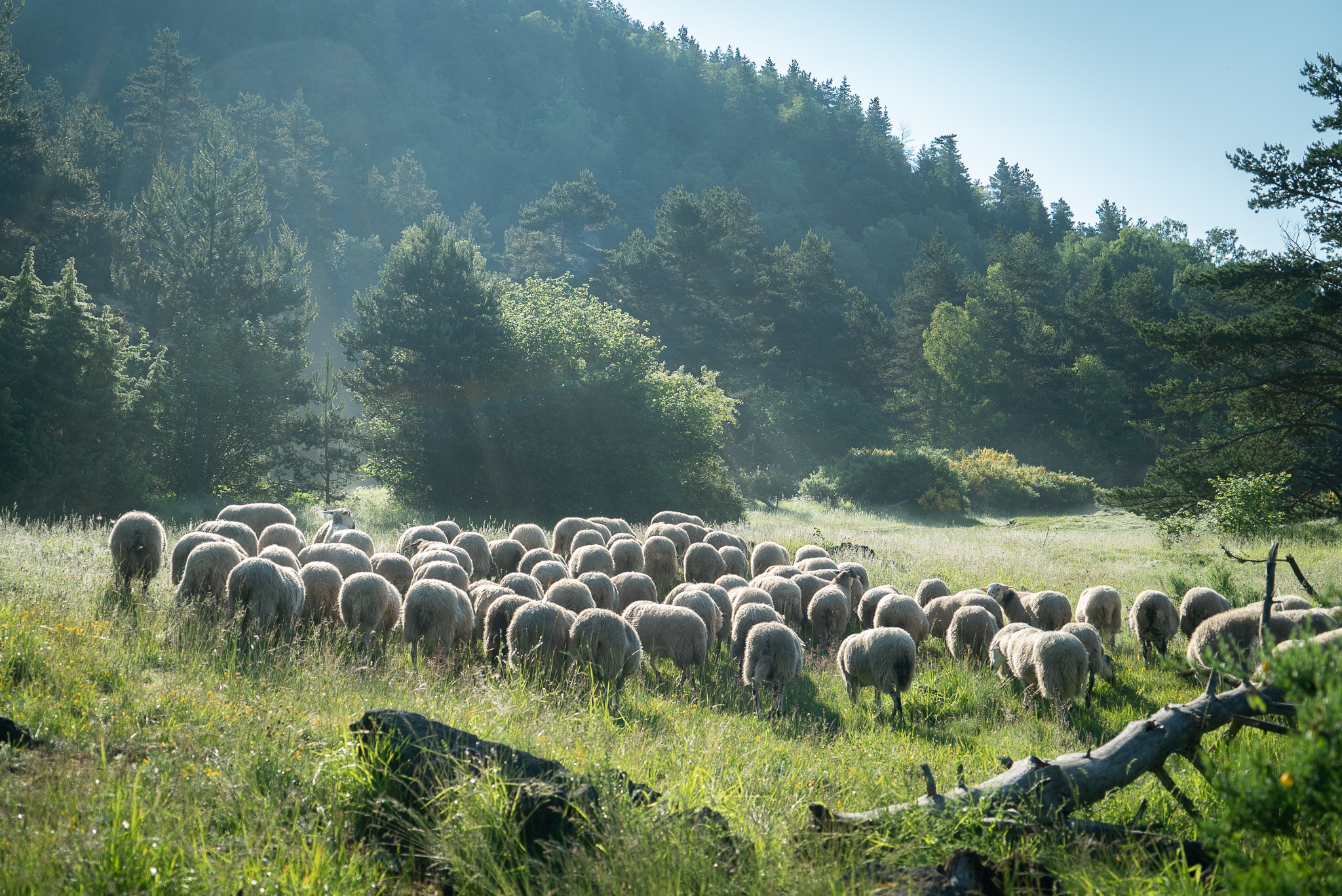 Transhumance.