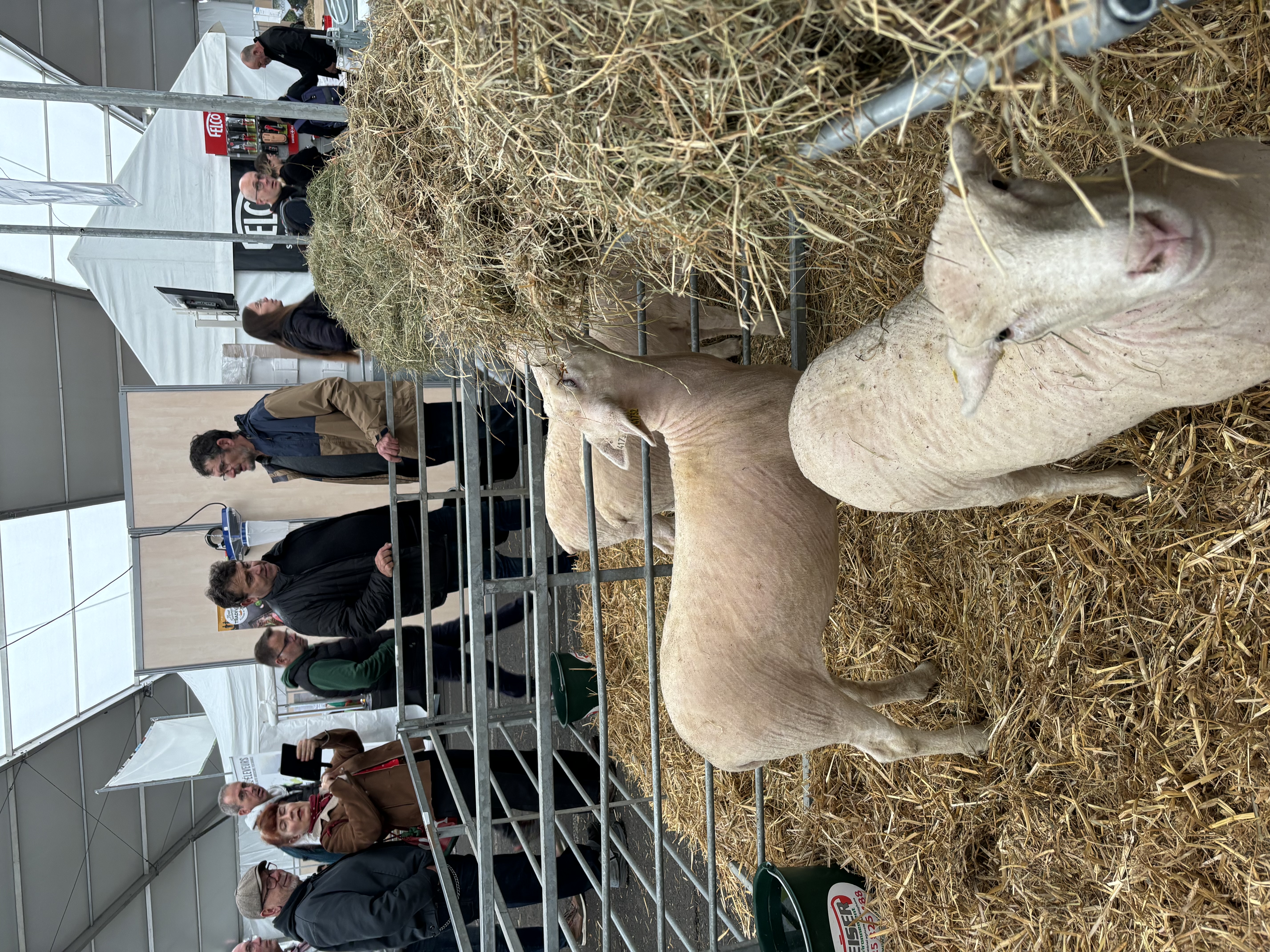 La filière ovine au Sommet de l'Elevage.