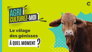 Agriculturez-moi - Pourquoi le velâge des génisses à 24 mois c’est mieux ?