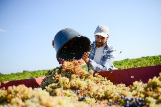 Biosolutions in Champagne: tools for sustainable viticulture