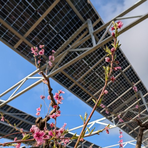 Pergolas agrivoltaïques