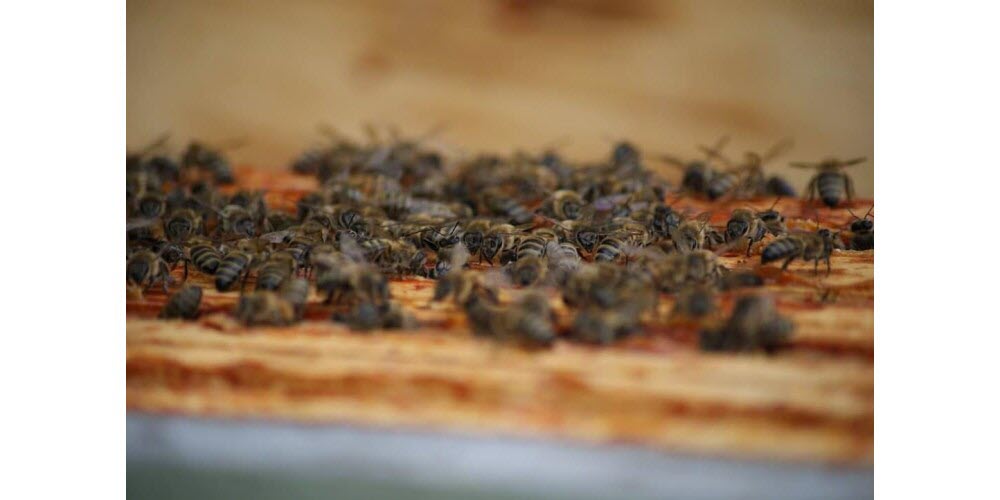 Abeilles photo