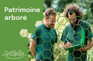 Patrimoine arboré