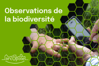Observations de la biodiversité