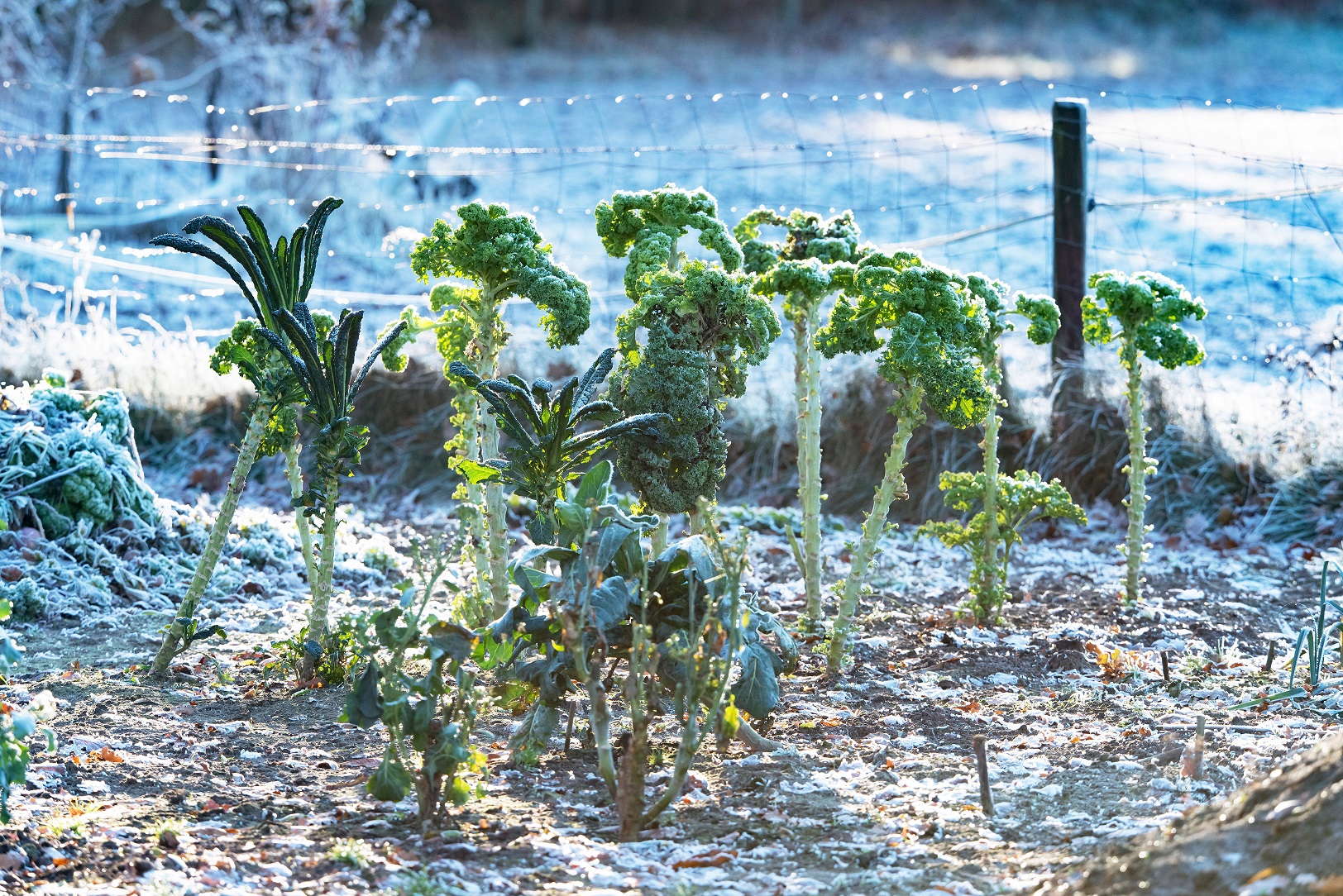 Comment entretenir son potager en hiver ?