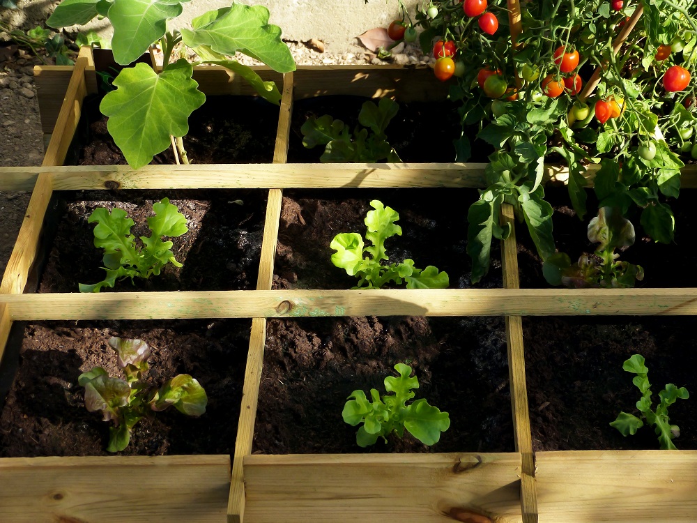 Démarrer un potager dans un petit jardin