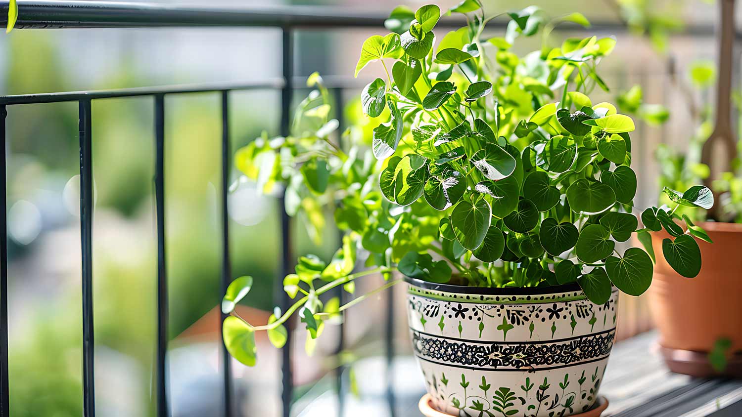 Balcon plein sud : un plan de végétalisation “anti-canicule” pour gagner en fraîcheur, limiter l’arrosage et garder des plantes en forme