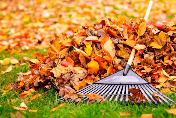 Jardinage en automne : 10 travaux à faire impérativement